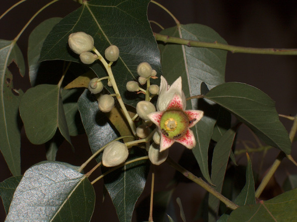 Un albero da determinare - Brachychiton cfr. populneum